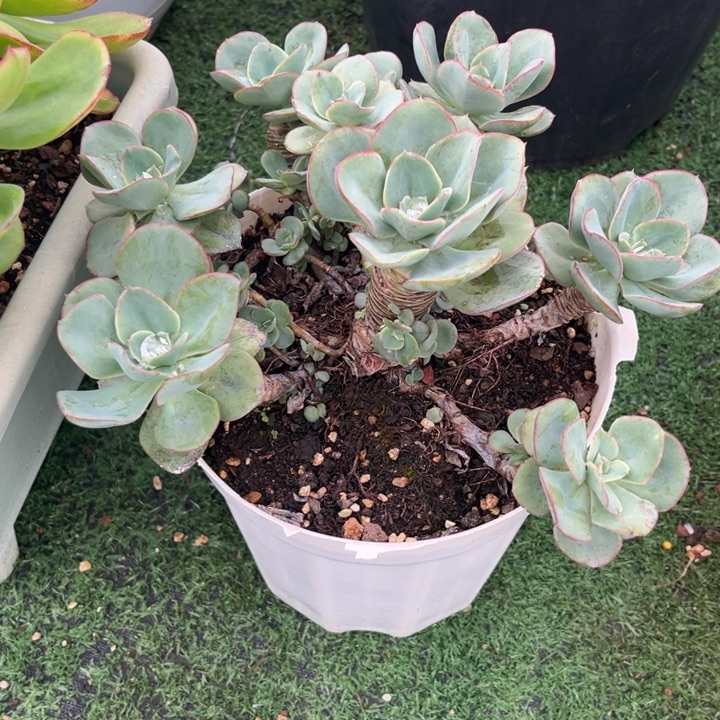 九官精品多肉 朱丽丝