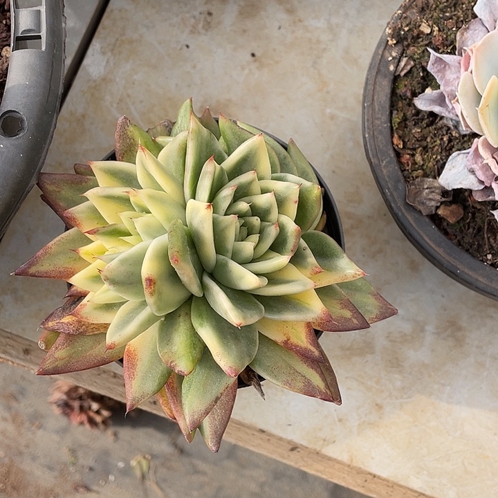 冰***你乌木锦多肉一物一拍