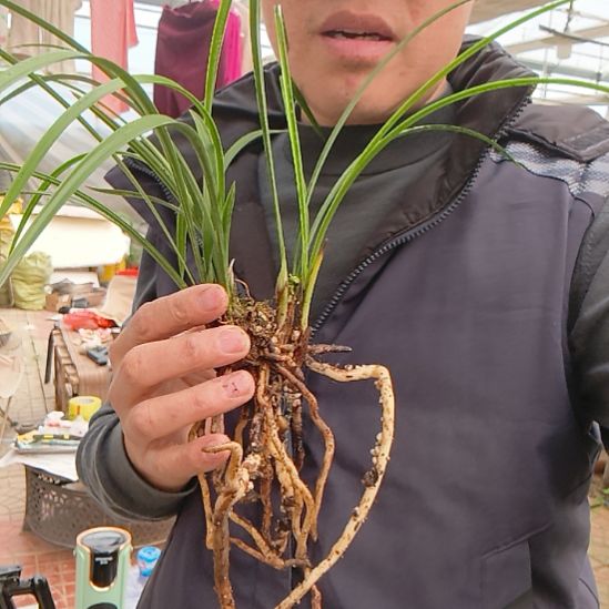 心***恩完全开放知足素梅春兰