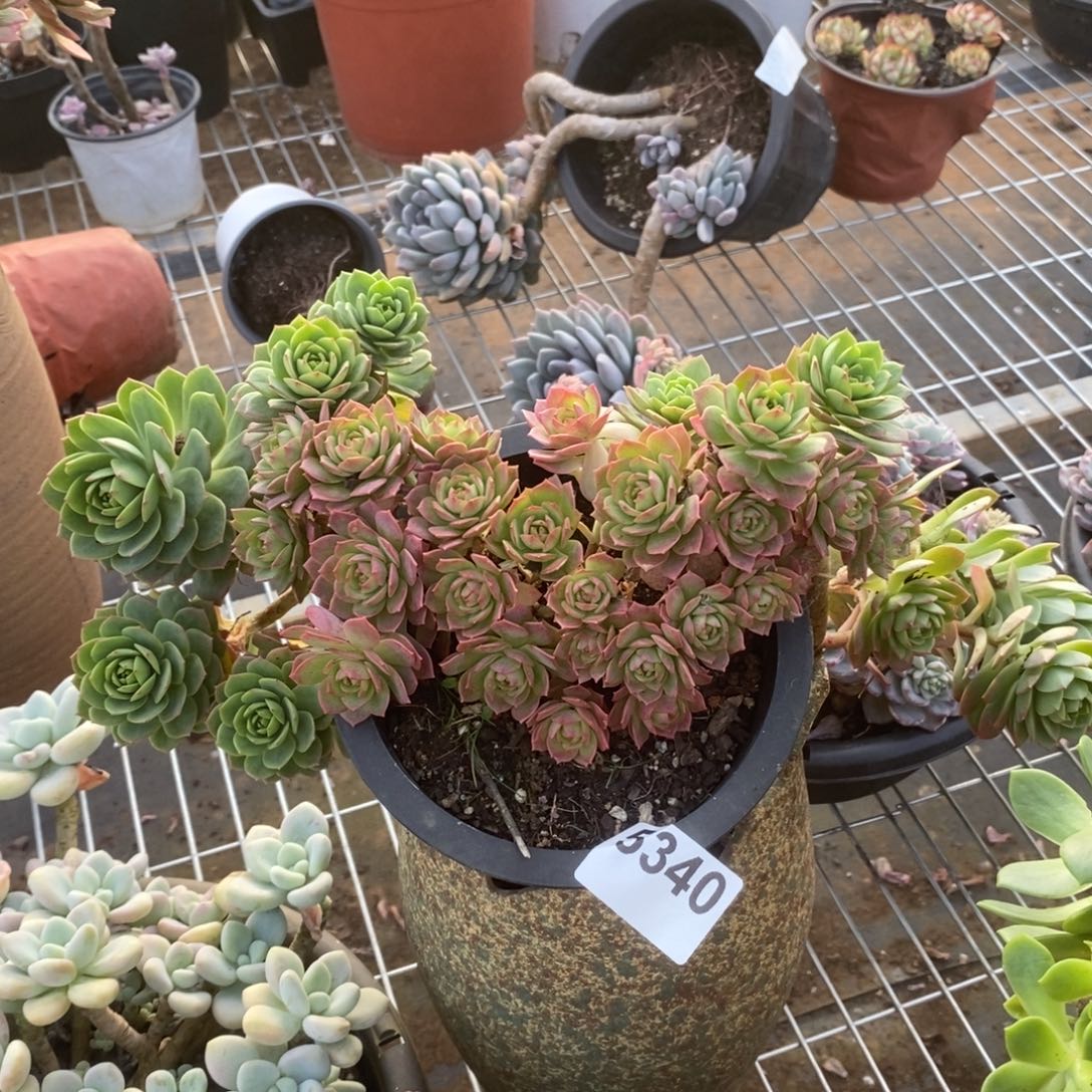 5340蔷薇牡丹一物一拍