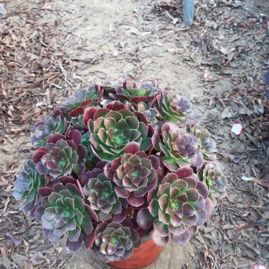 荷兰玫瑰法师多肉植物7