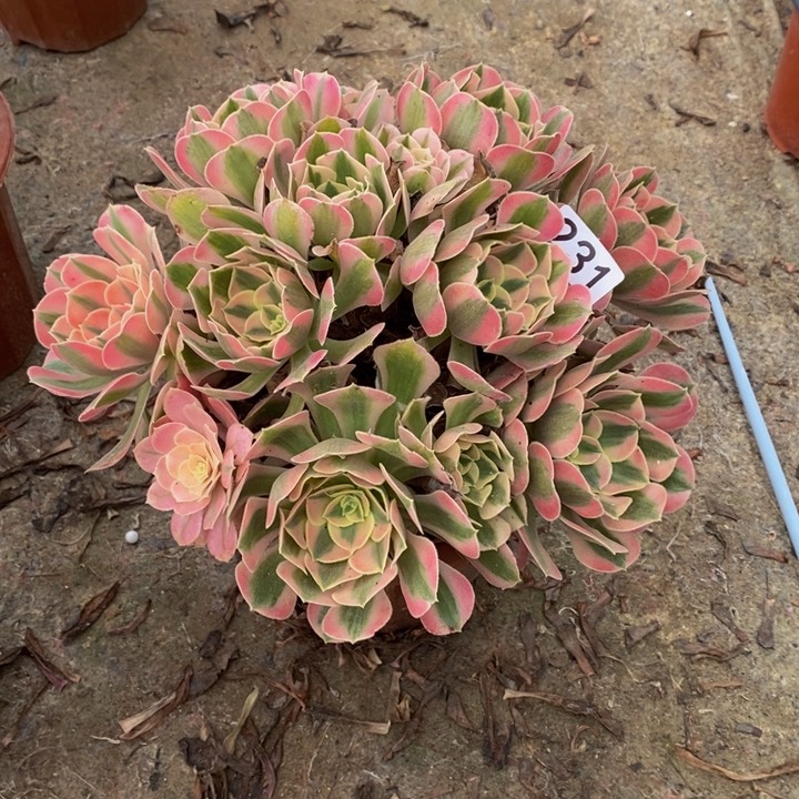 。*女巫多肉植物231