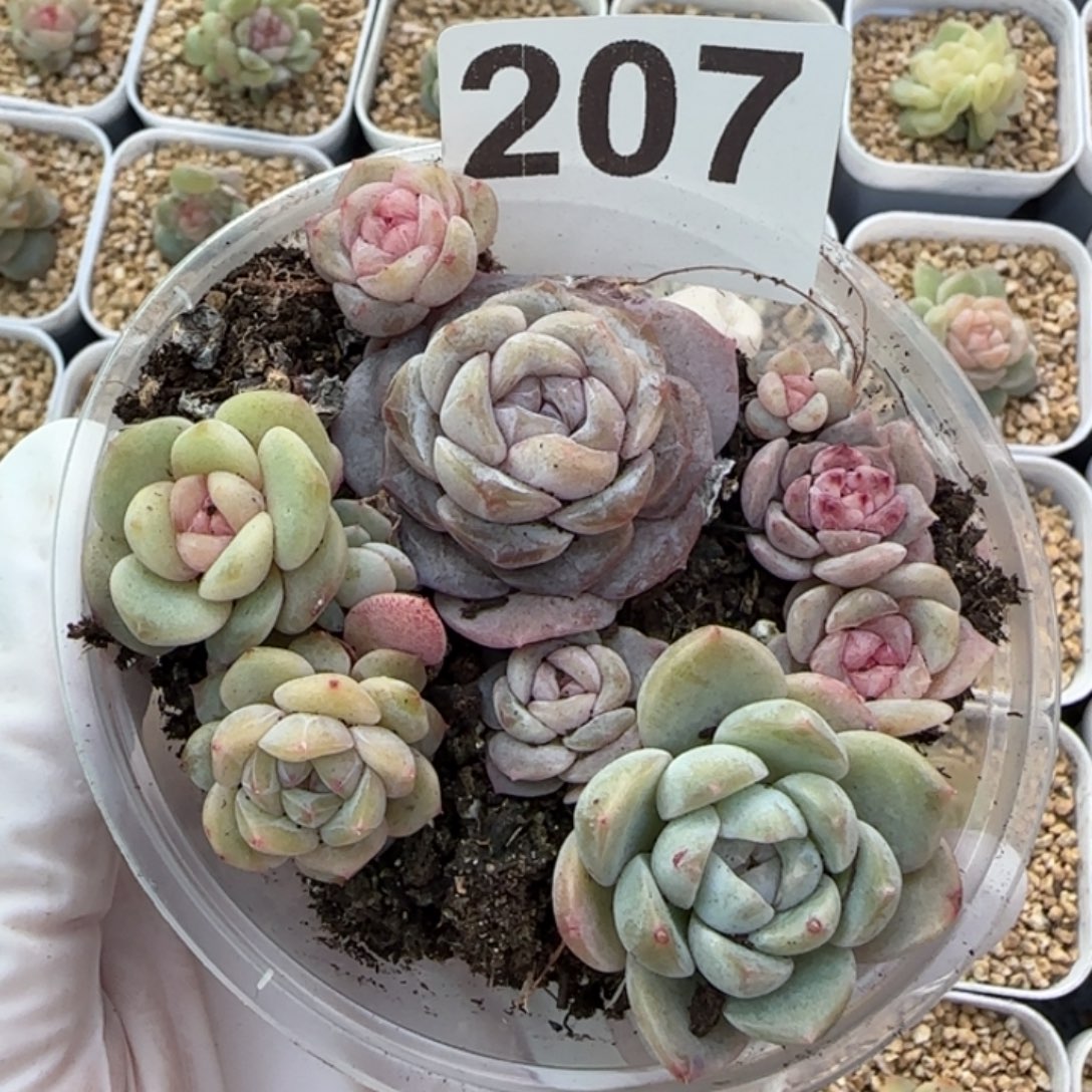 207 号王者系列多肉一盒