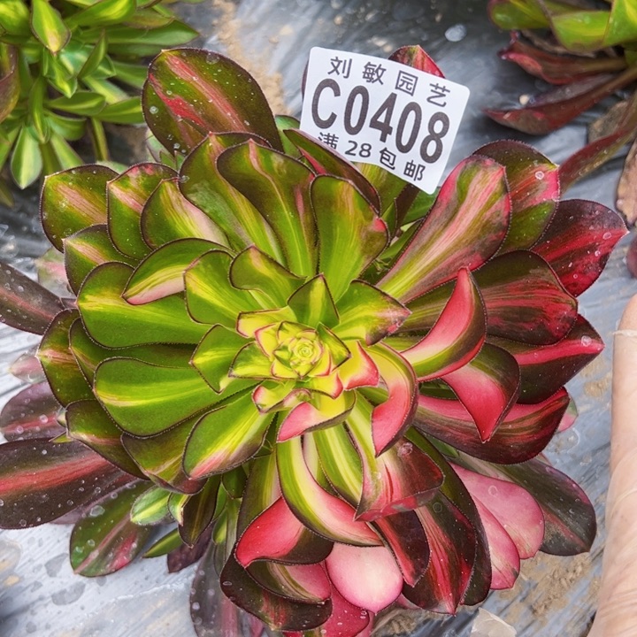 0408多肉植物法师爱马仕