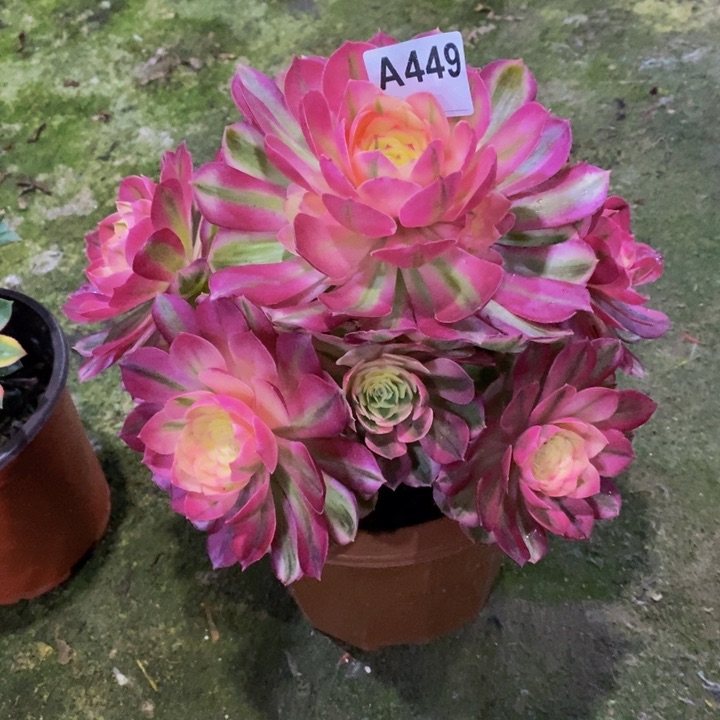 倾城多肉植物449