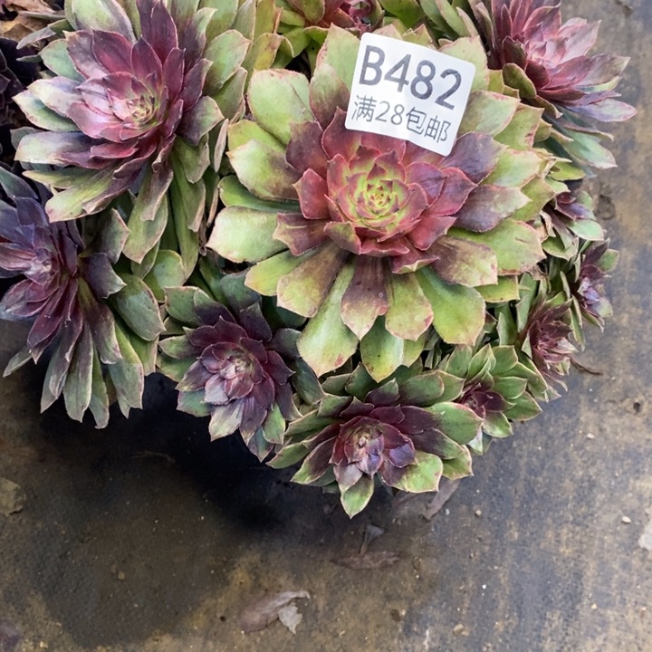 红丝绒多肉断头不包485