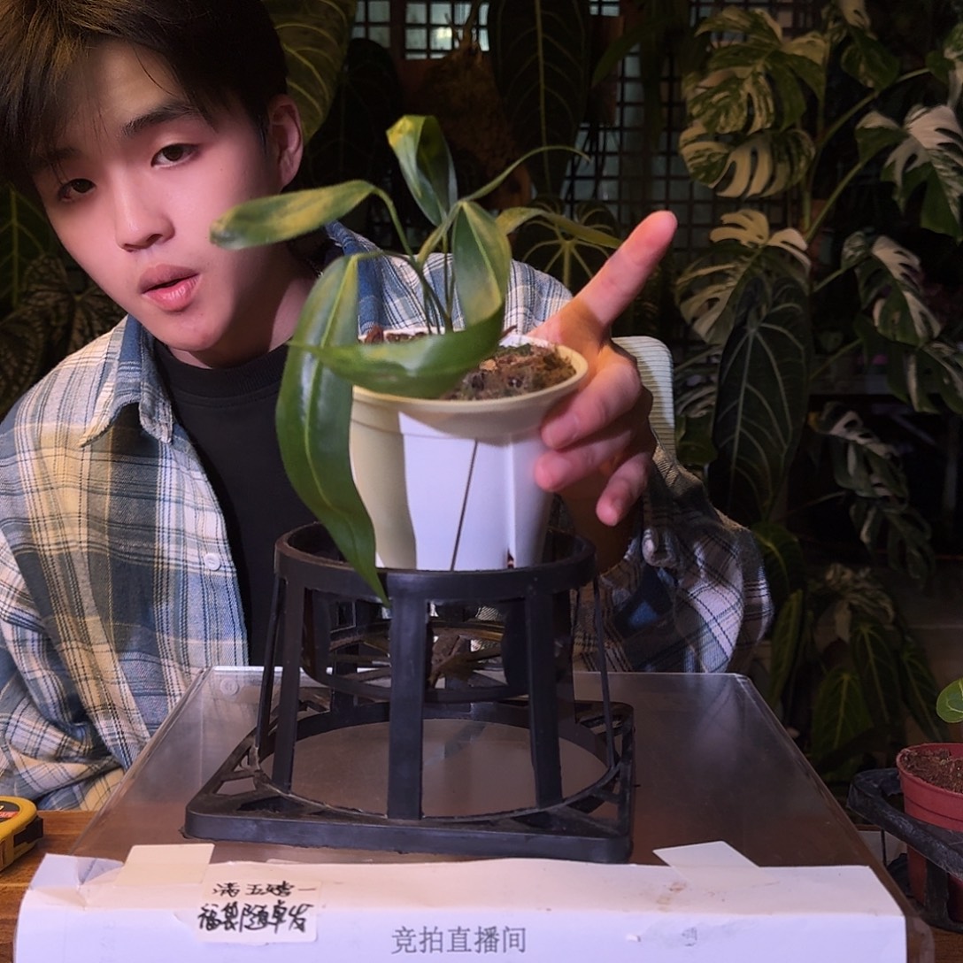 不开花植物V148温蒂领带
