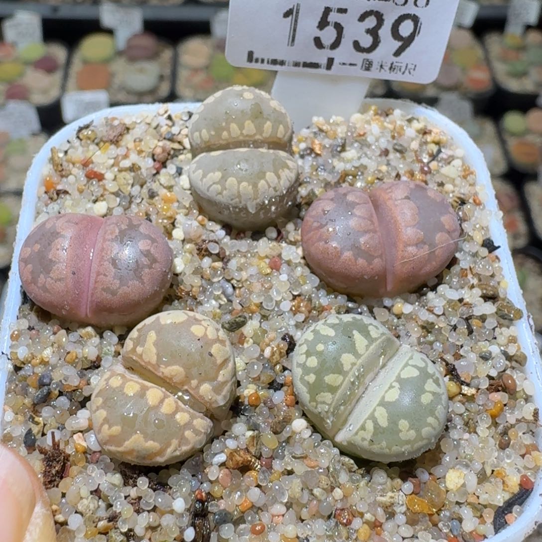 Sss清仓价便宜出1539