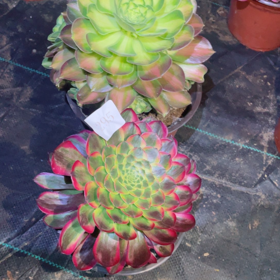 多肉植物组合2颗295