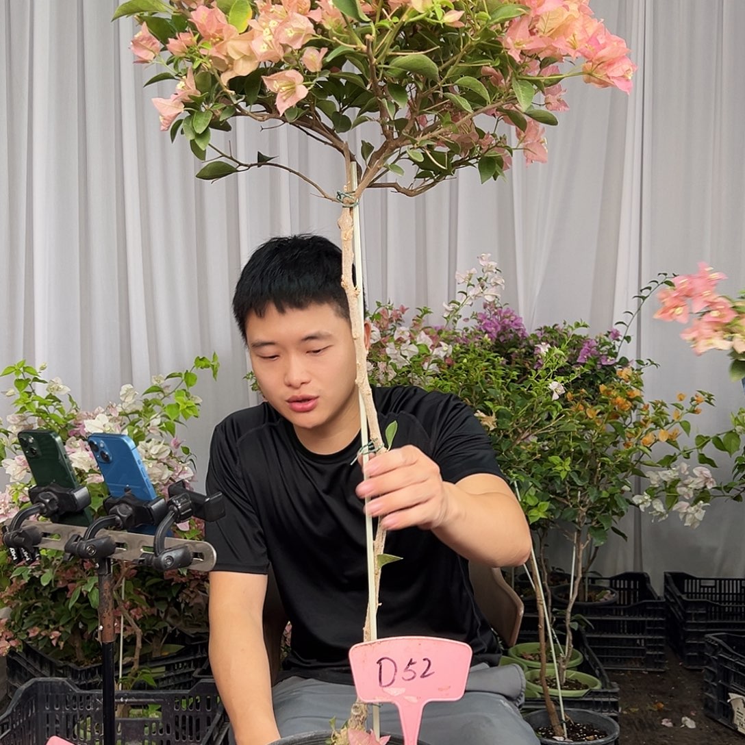 水***头当前无花栽培后可以开花D52卡亚塔