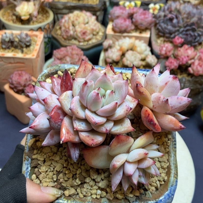 【闪购商品】卡杂无砍