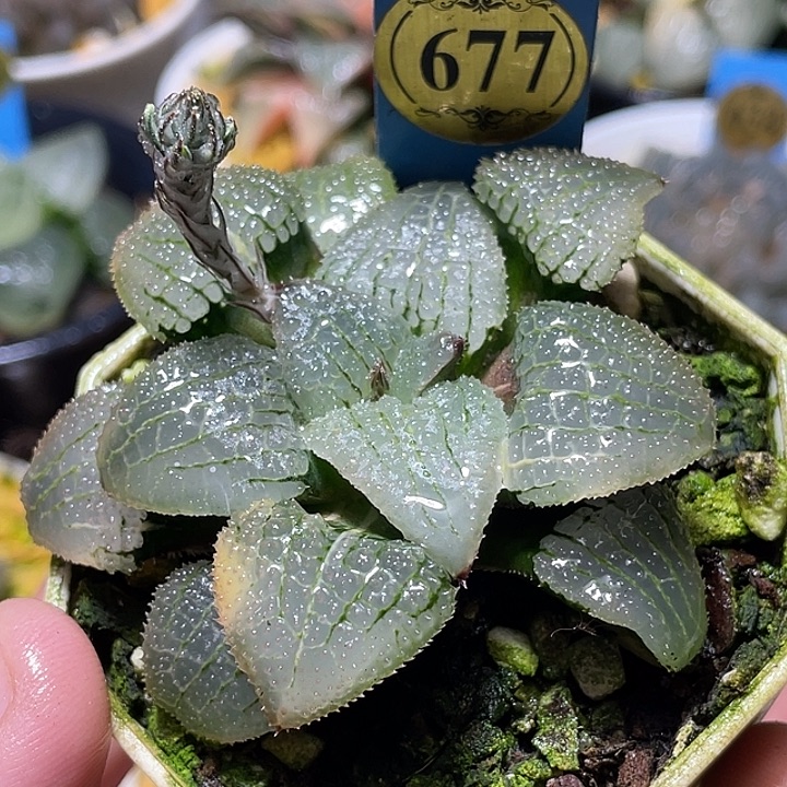 677带锦天空之镜锦特选福利