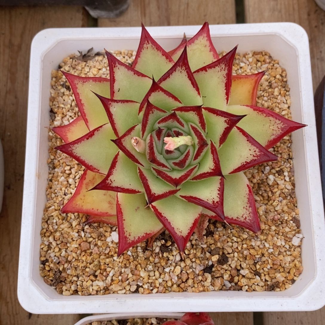 可问主播品种，下滑链接更多品种多肉选择