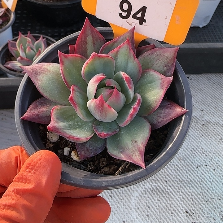 94 惊鸿仙子多肉植物6-9cm