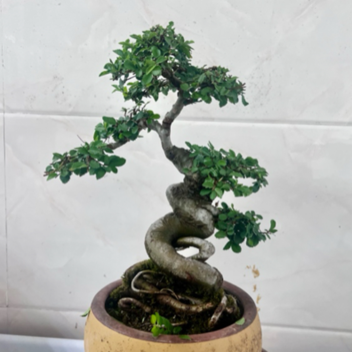 精品老桩小叶榔榆盆景造型漂亮年功足精修剪成型好看好养