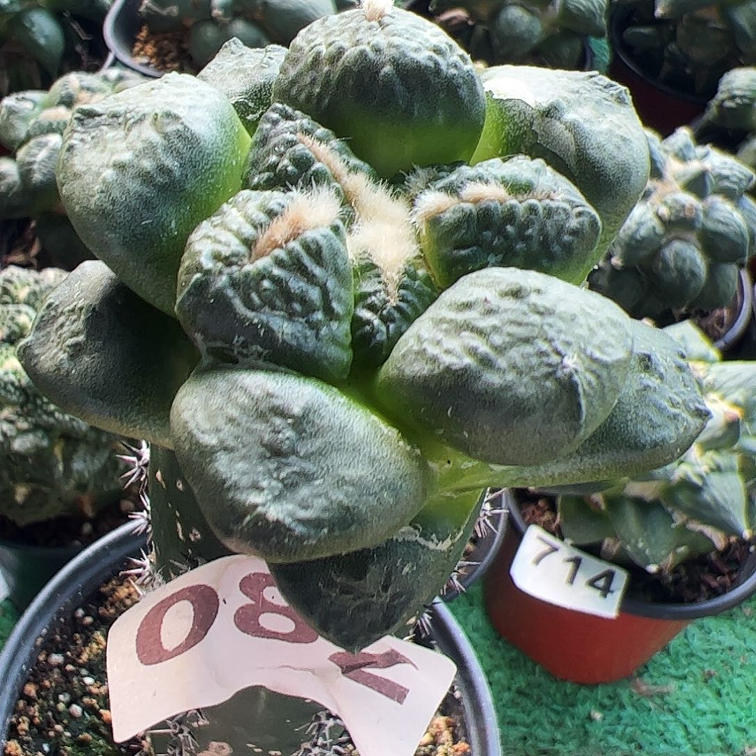 无花朵福利连山牡丹082