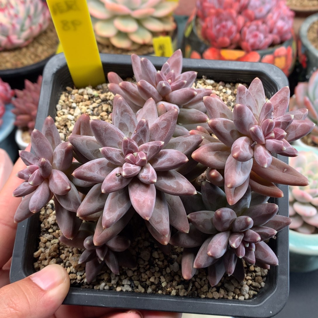 我们家的小仙女们