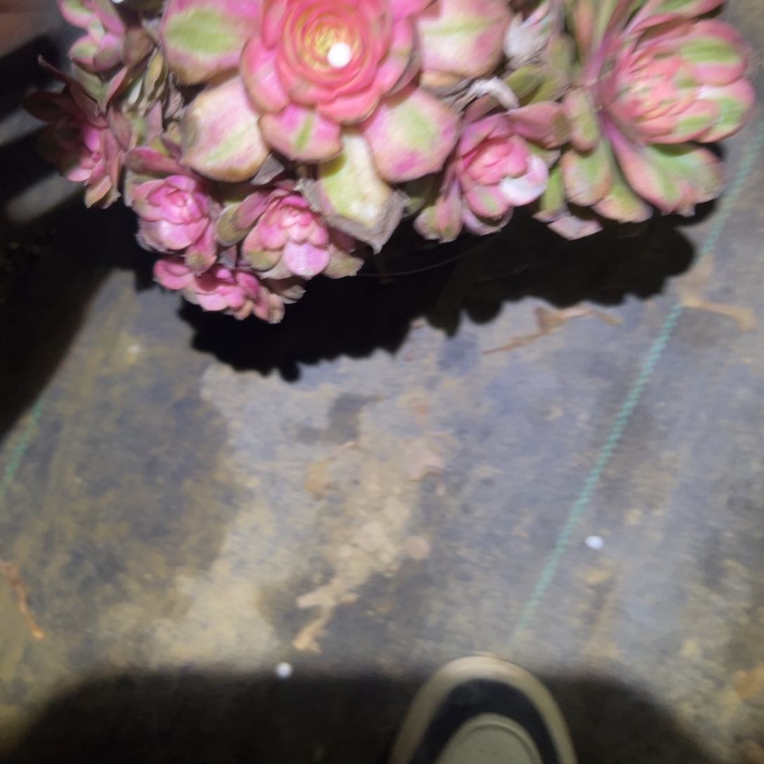 ✨*荔枝多肉一物一拍106