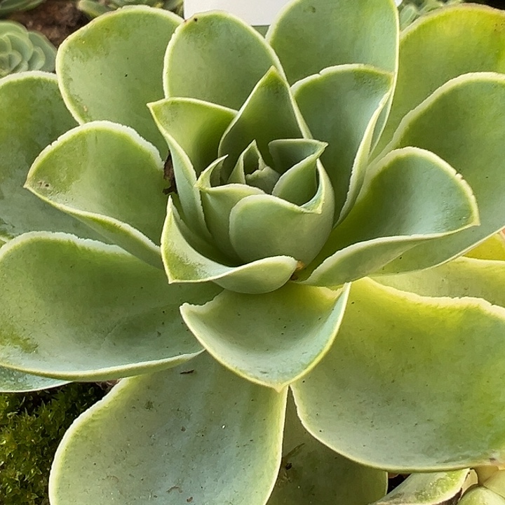 杨116 绝色混血2代 带崽