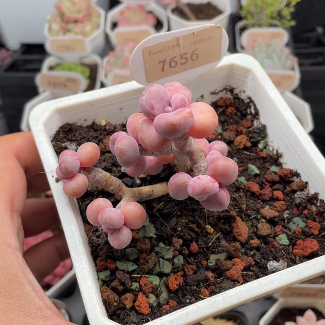 腰子蛋7656-7厘米