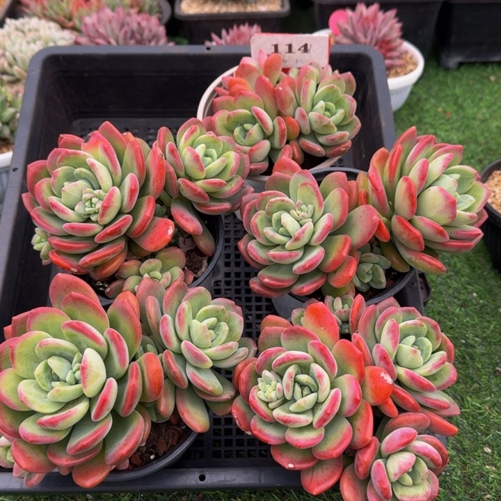 *****114多肉植物一物一拍