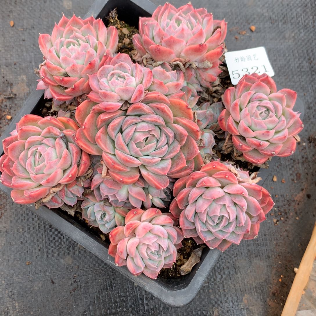 5321杂交多肉植物