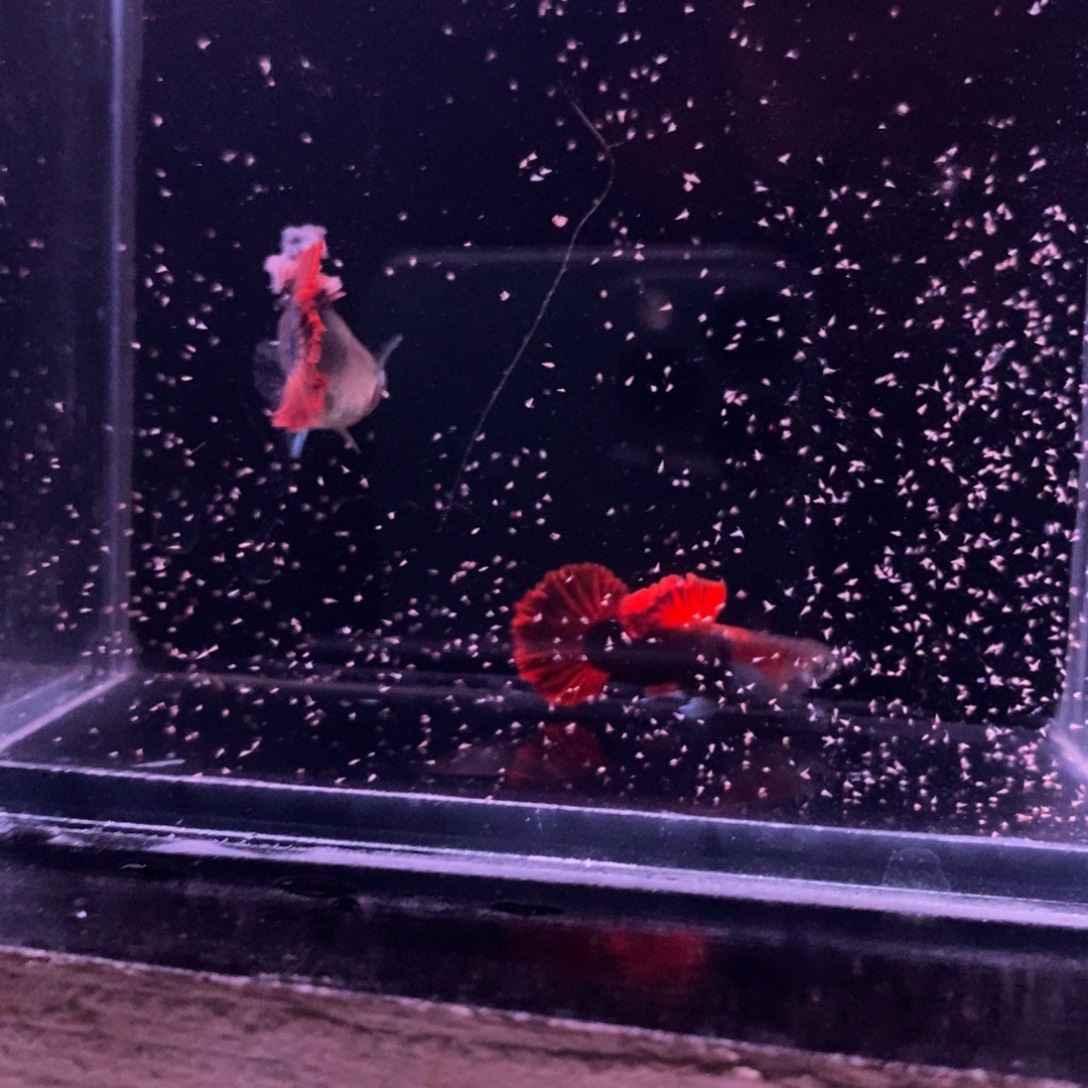 孔雀鱼菊花帆一对