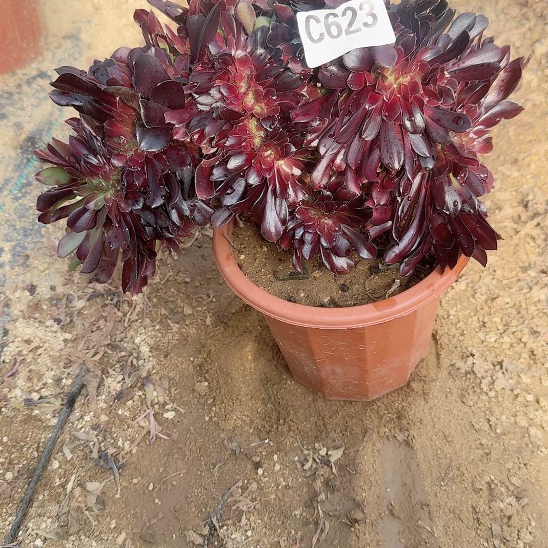 623欧紫一颗呀呀