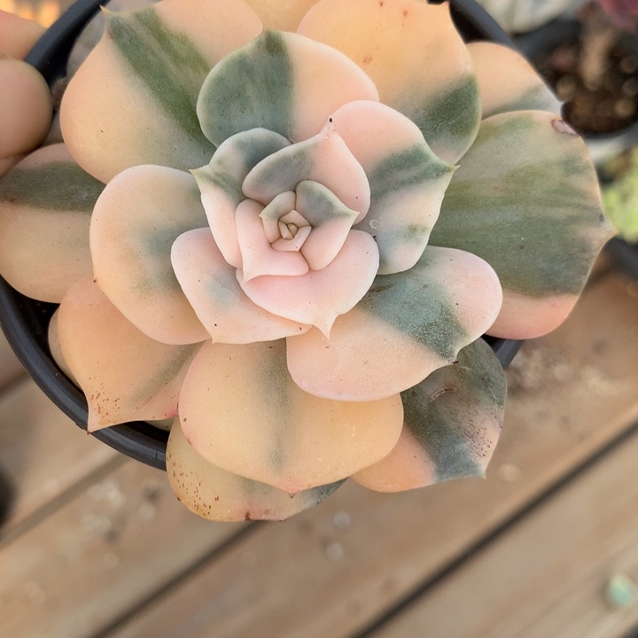 无花朵双子座锦1468