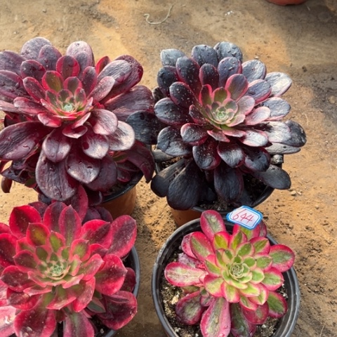 644多肉植物组合