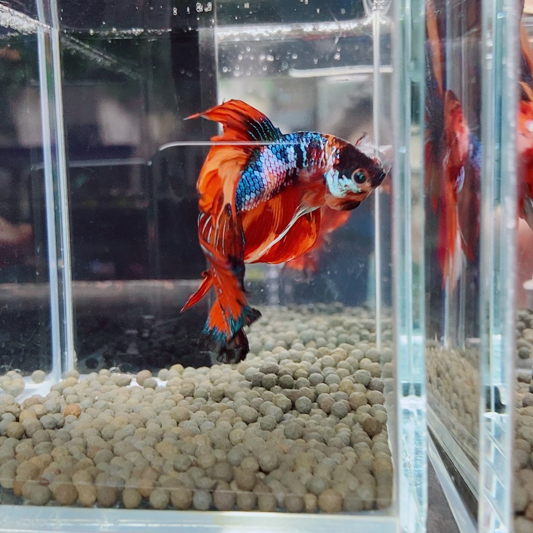 蓝10号巨斗半月前 