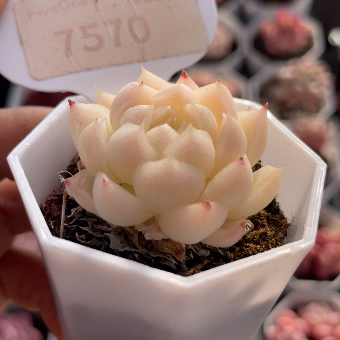 麦秆7570-3.5厘米