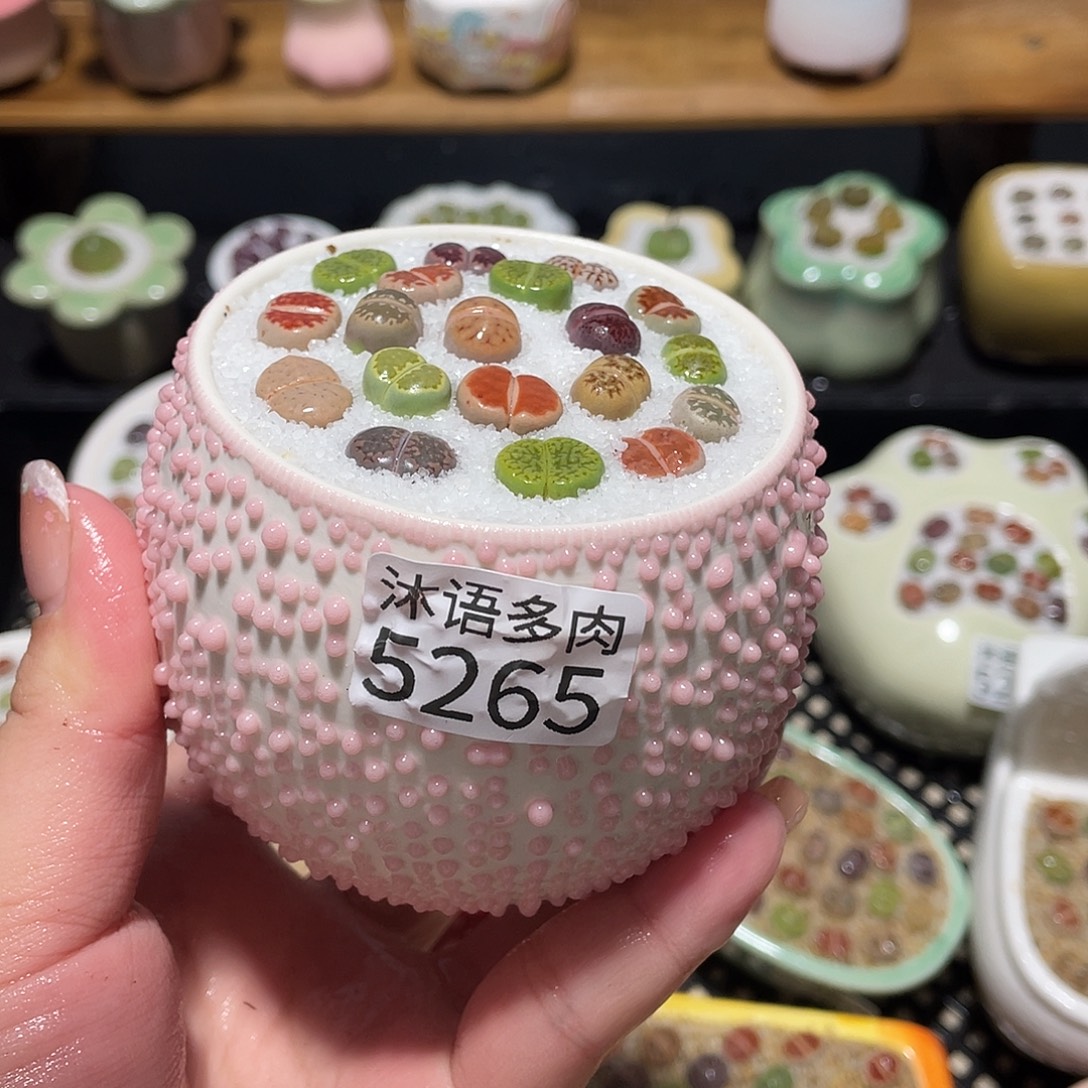 带盆土植物 一物一拍5265