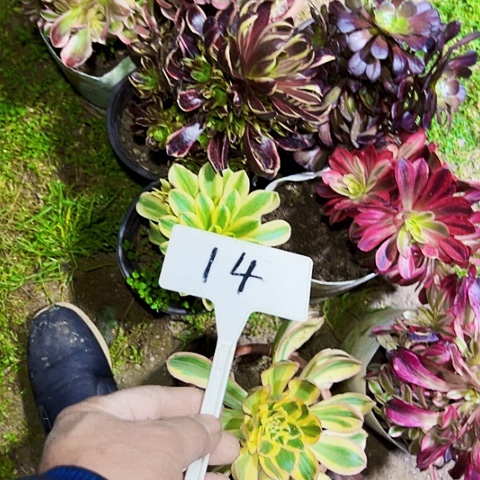 多肉植物组合8个