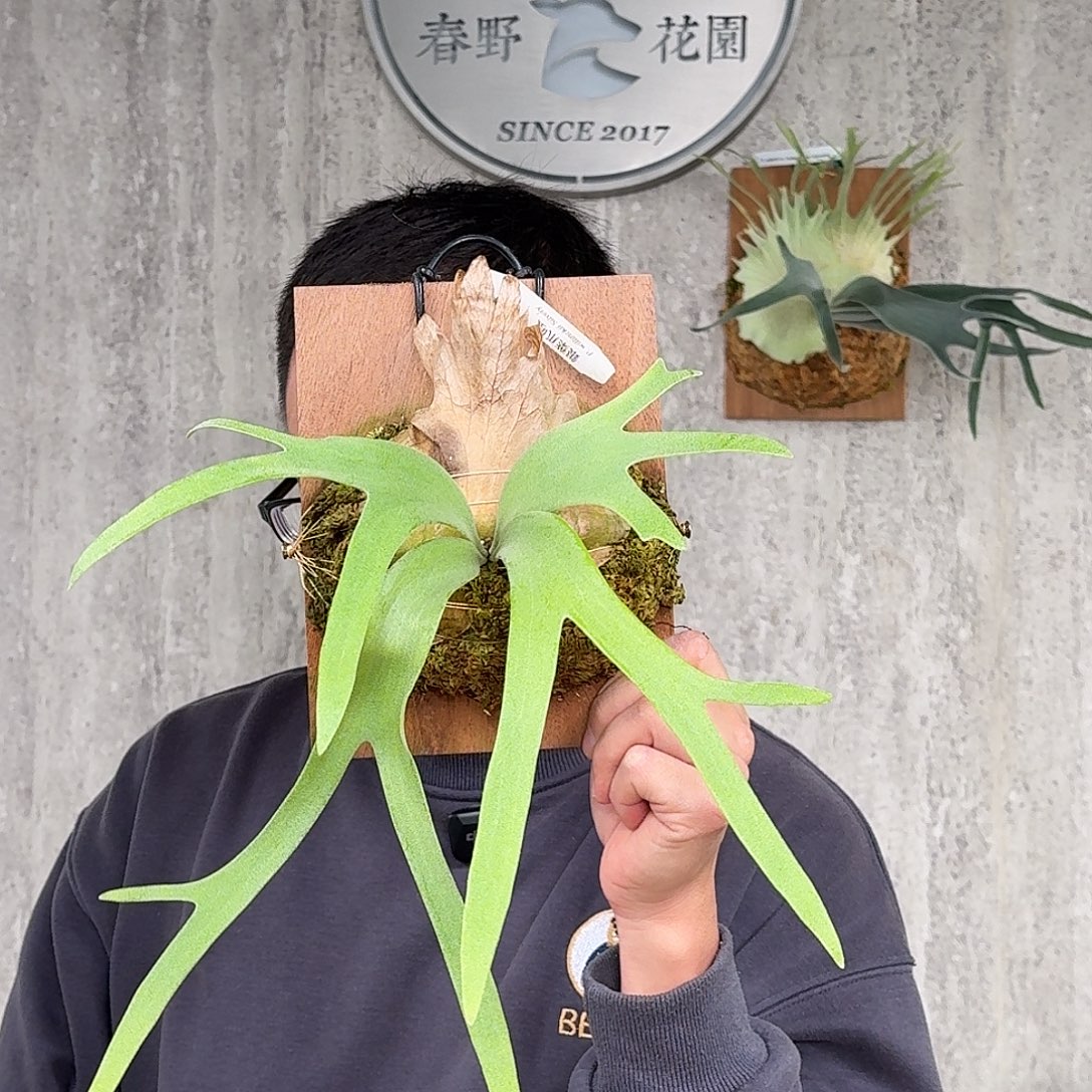 完全开放银叶爪哇鹿角蕨春野花园