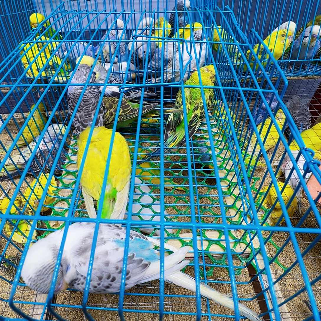 虎皮鹦鹉不包活六只