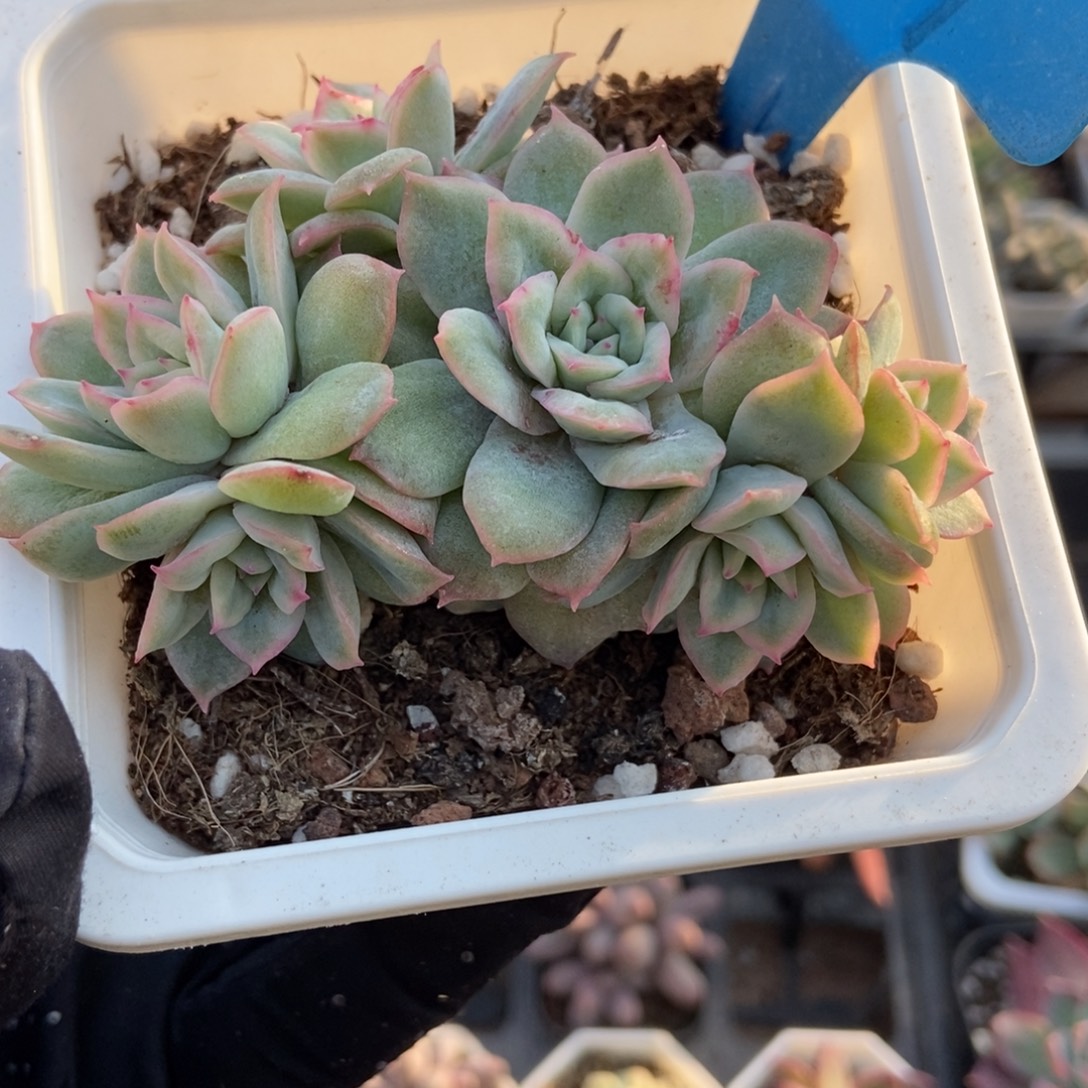 07天使玫瑰多肉植物