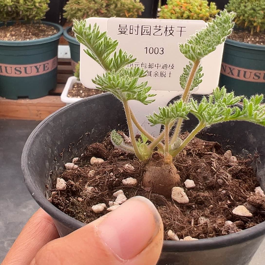 1003号枯木洋奎1.2多肉