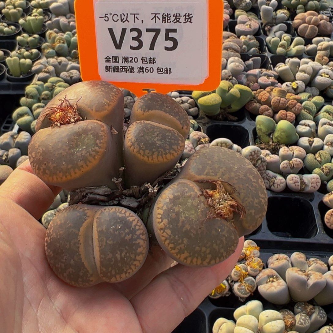 375 一物一拍，默认有伤，介意勿拍，不退不换
