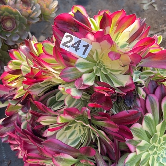 学*多肉植物一个