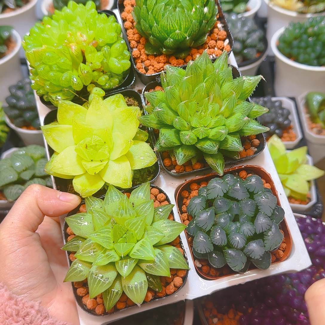 玉露六件套炖肉，原盆