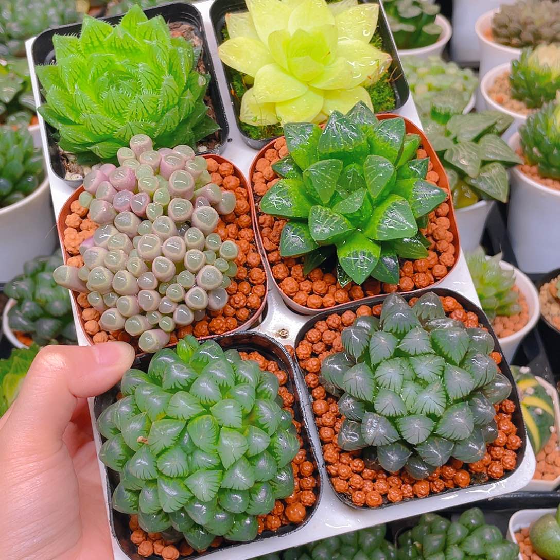 玉露六件套多肉，不带托架