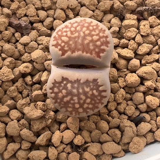 2406.黑巴里2公分