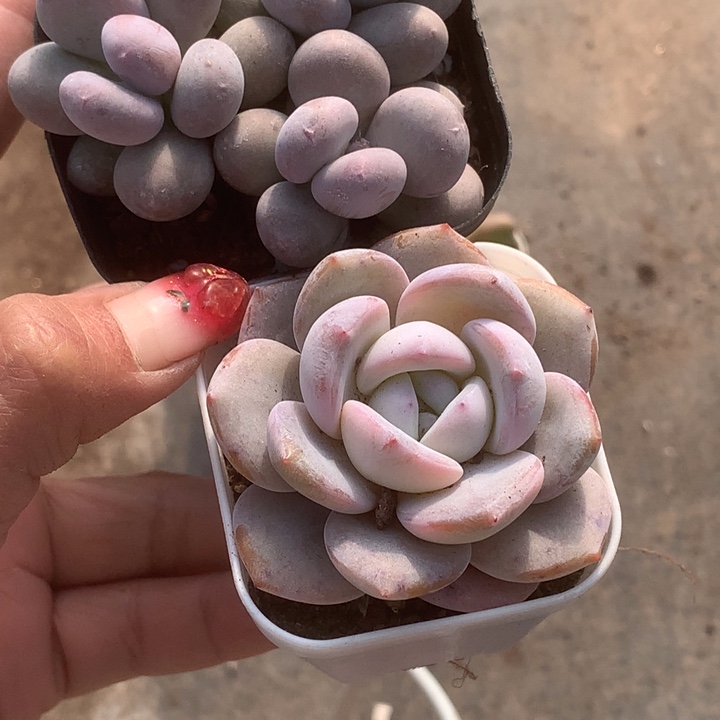 芭比三头 韩版奶茶。包邮 