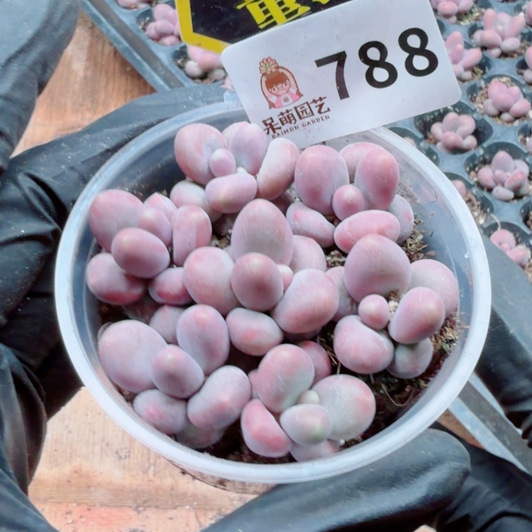 多肉植物多肉植物