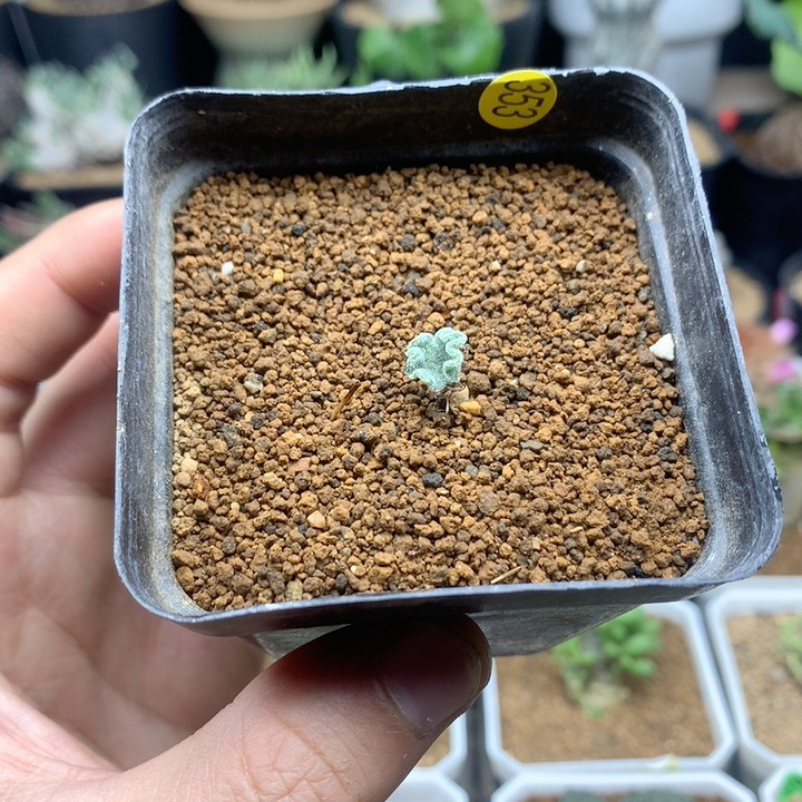 冰晶海带雾冰玉带盆