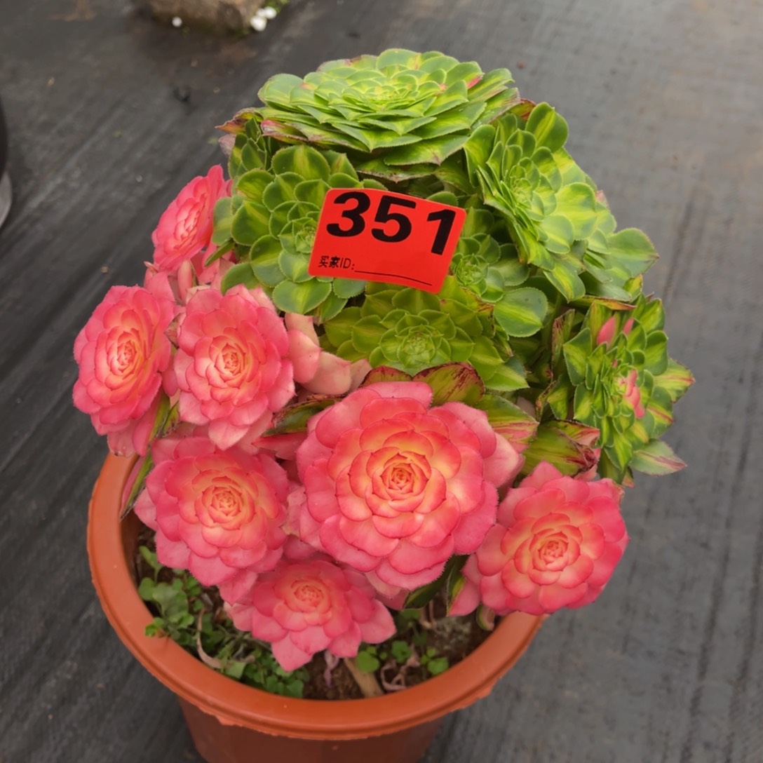 ?****?351多肉法师知否