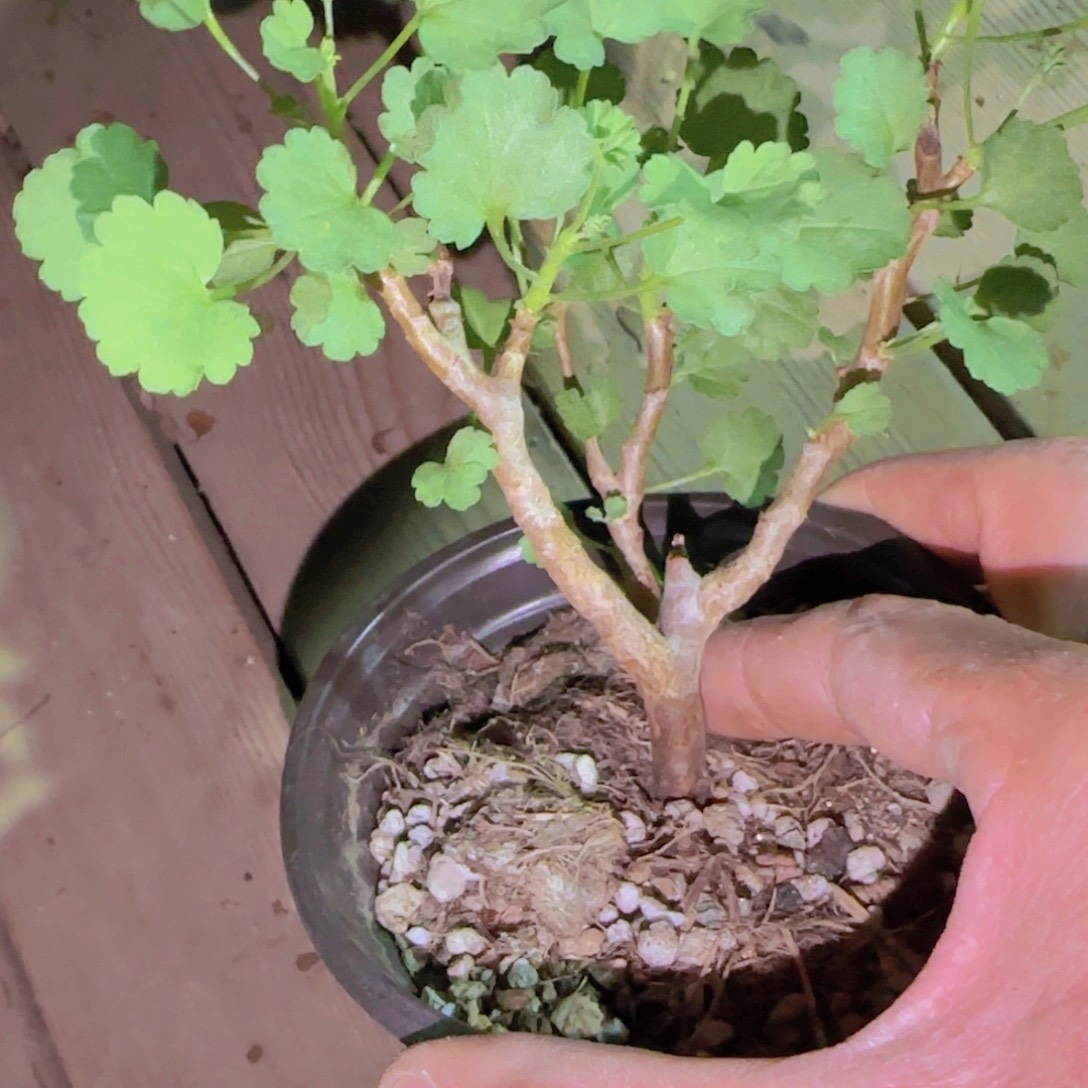 块根植物块根植物