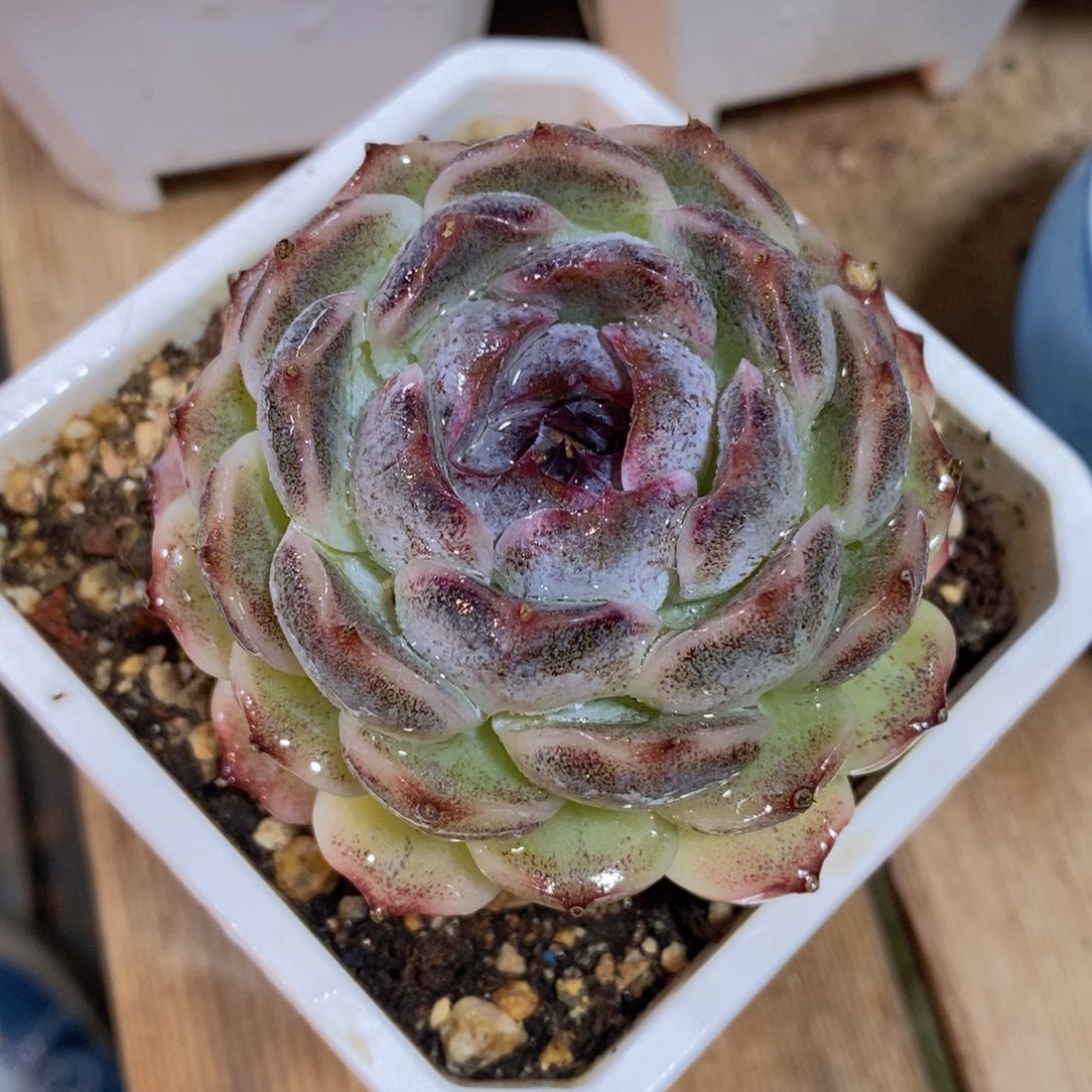 可问主播品种，下滑链接更多品种多肉选择