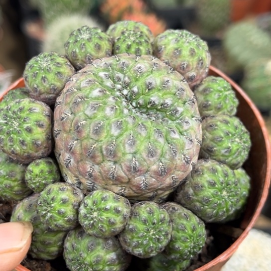 完全开放紫丽丸大群